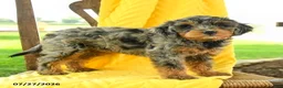 Mini Bernedoodle dogs for sale: Charlotte - Ad 3