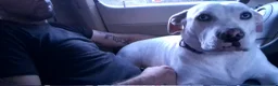 American Pit Bull Terrier dogs for sale: Cowboy - Ad 24