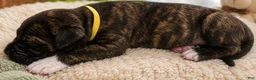 Mixed Breed dogs for sale: American Corso yellow collar - Ad 3