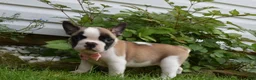 Frug dogs for sale: Ladybug - Ad 3