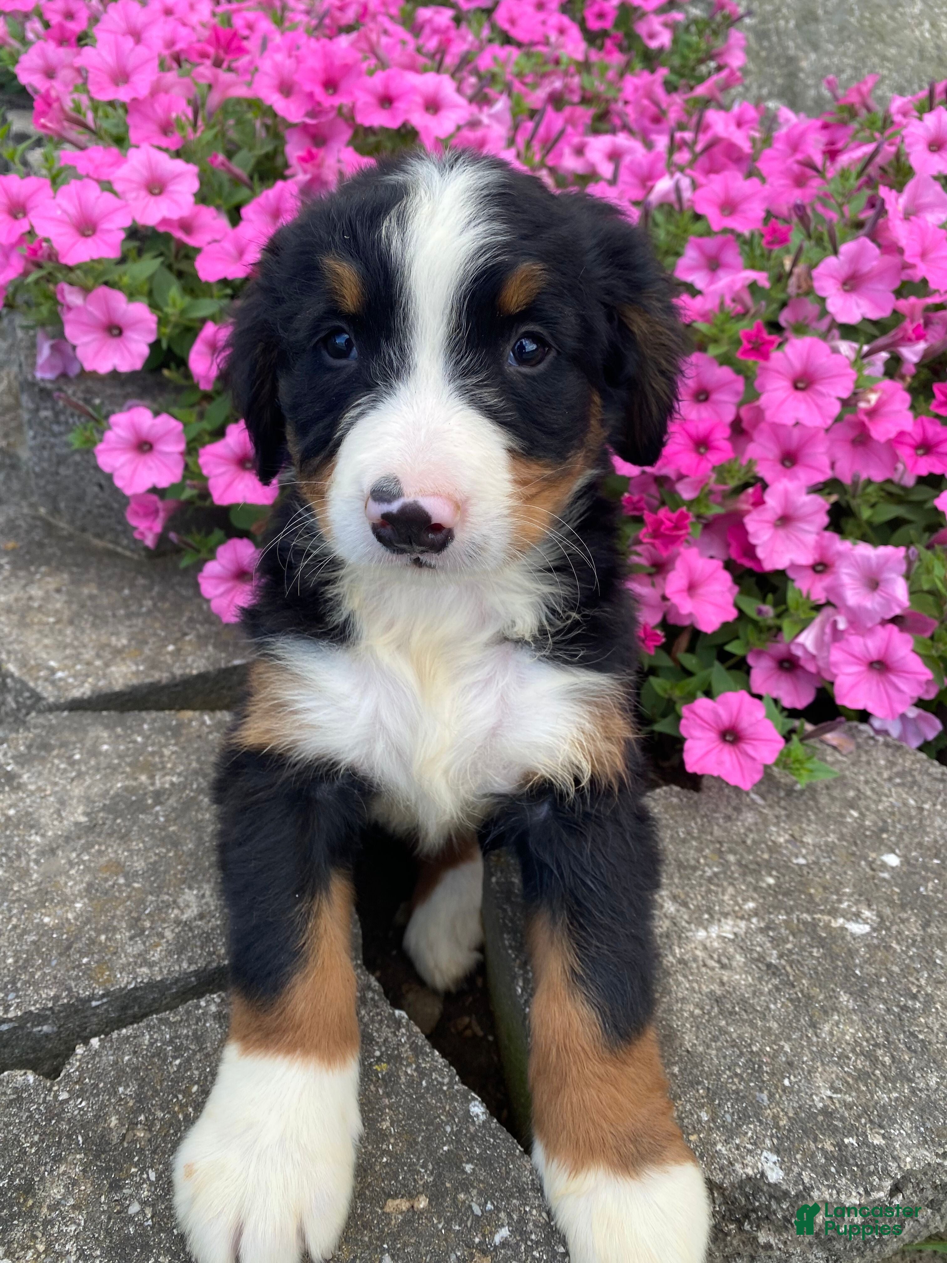 Bernese Mountain Dog dogs Finn - Ad 1