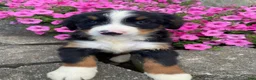 Bernese Mountain Dog dogs for sale: Finn - Ad 1