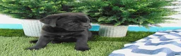 Mixed Breed dogs for sale: Sasha - Ad 5