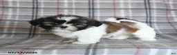 Shih Tzu dogs for sale: Sophie - Ad 5