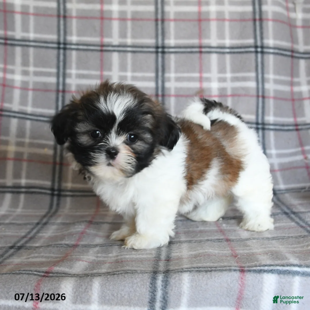 Shih Tzu dogs for sale: Sophie - Ad 5