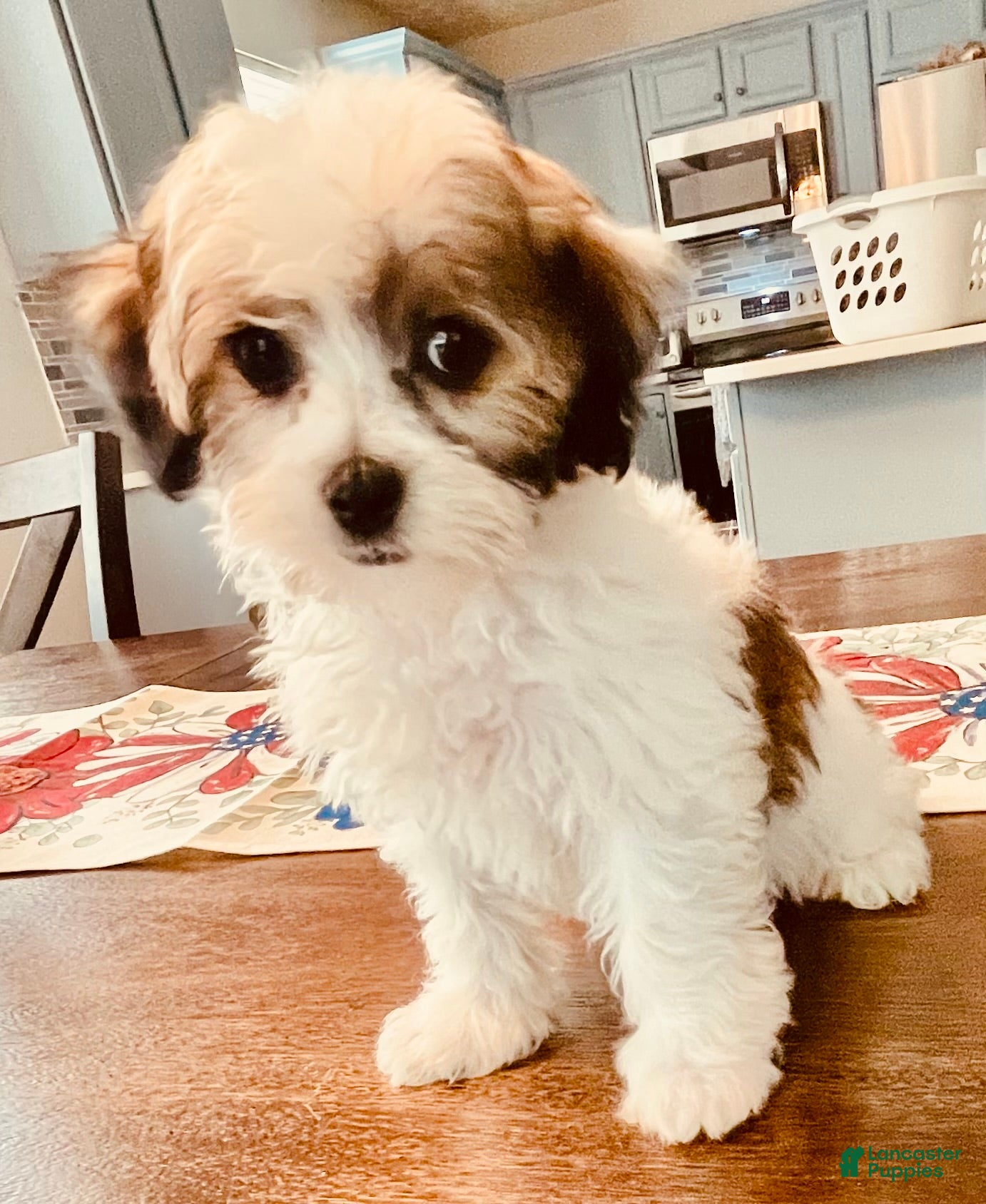 Havanese dogs Stuart - Ad 35