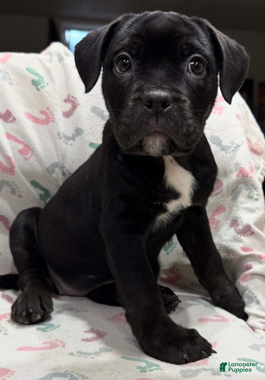 Mixed Breed dogs Kiki - Ad 1