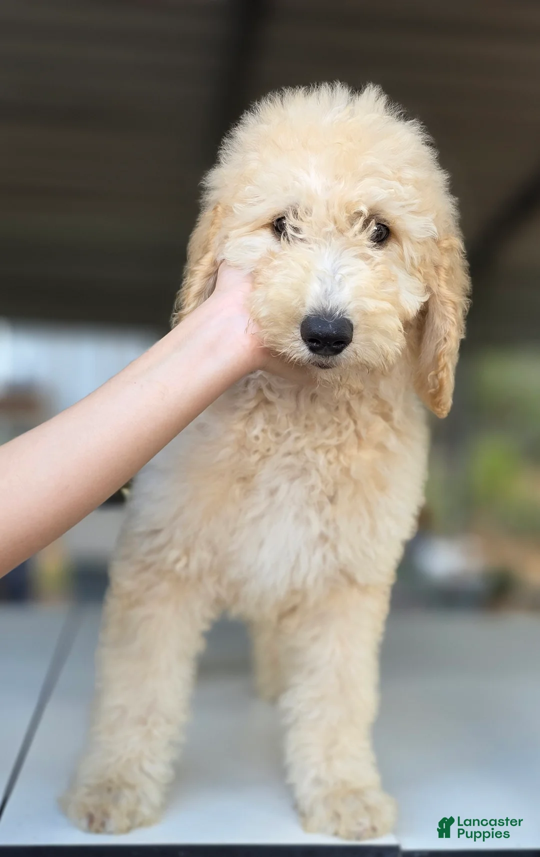 Goldendoodle dogs for sale: Ember - Ad 1