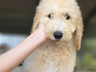 Goldendoodle dogs for sale: Ember - Ad 4