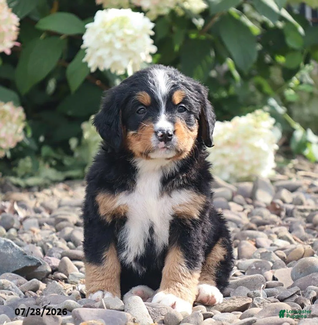 Bernese Mountain Dog dogs for sale: Whitney - Ad 1