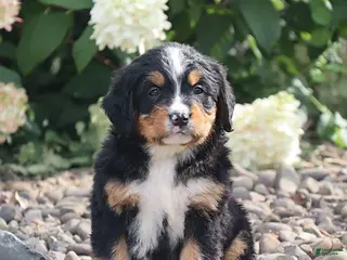 Bernese Mountain Dog dogs Whitney - Ad 37
