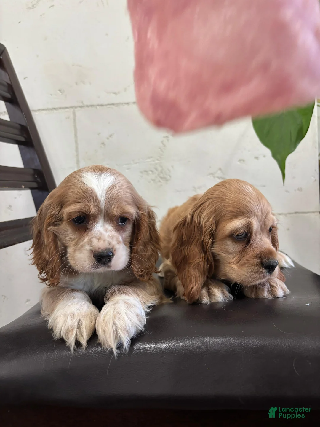 English Cocker Spaniel dogs for sale: English Cocker Spaniel Puppy 4 - Ad 1