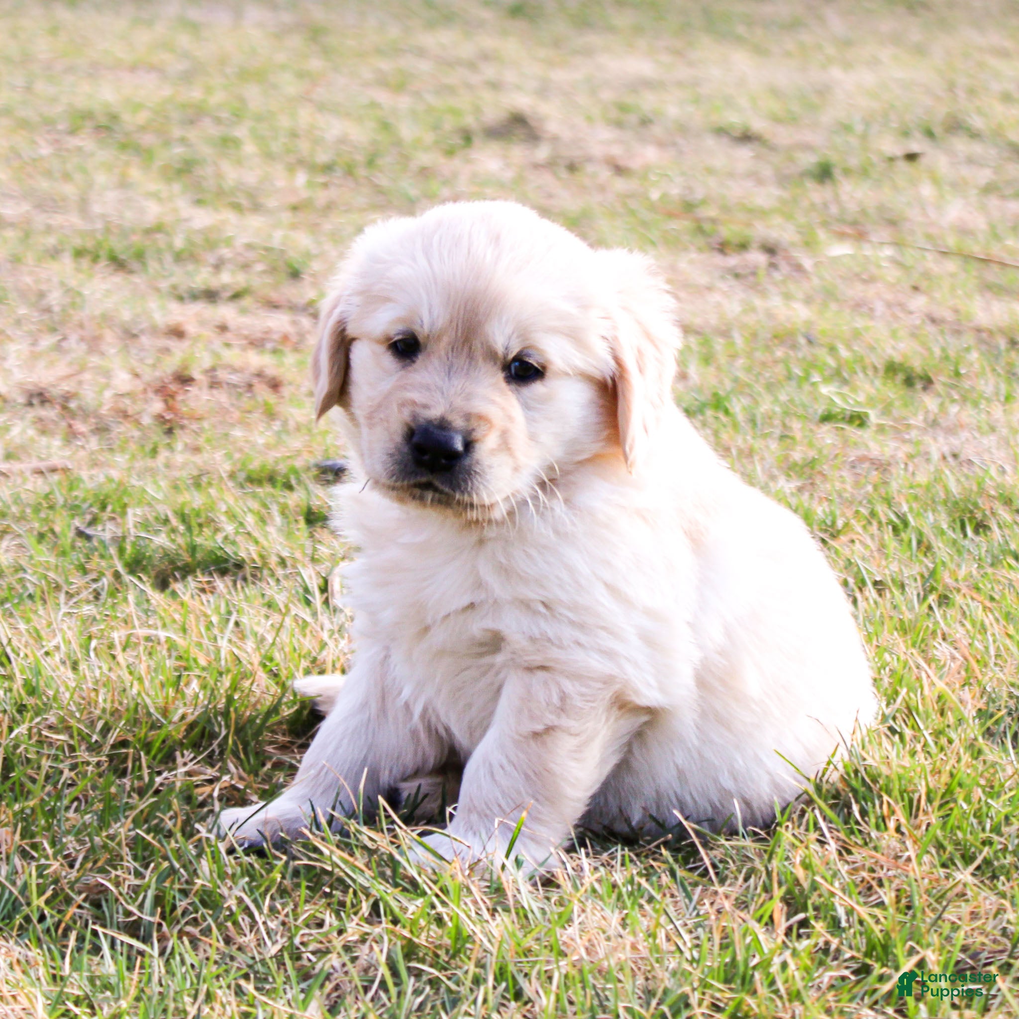 Golden Retriever dogs TRAINED Ranger the Golden Retriever Puppy  - Ad 2
