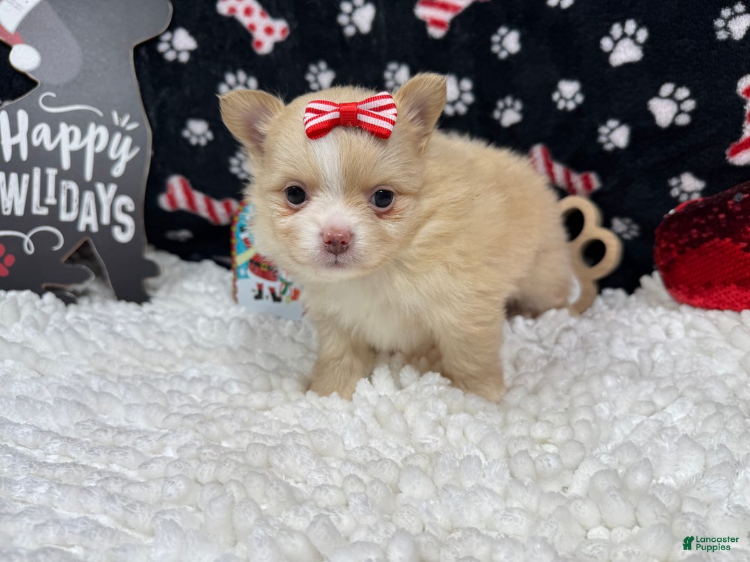 Pomeranian dogs for sale: Pomeranian Puppy 5 - Ad 1