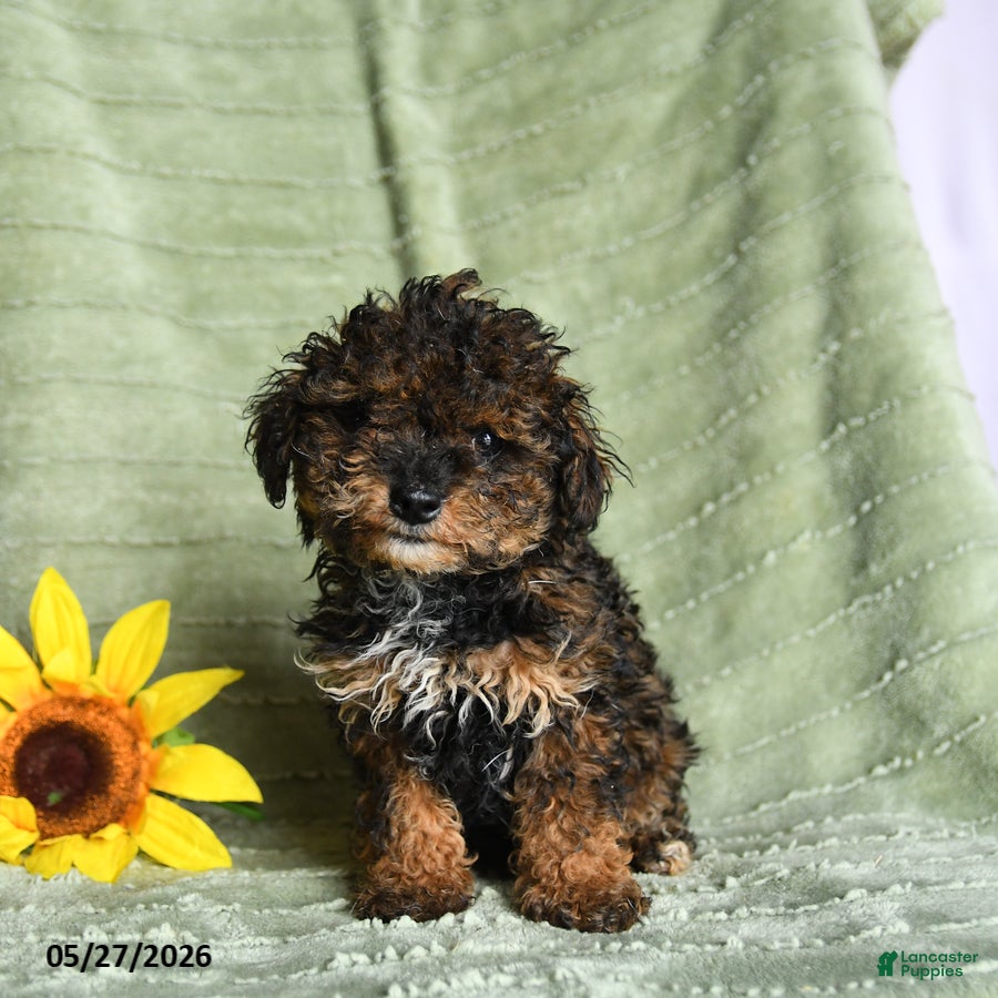 Toy Poodle dogs Kendall - Ad 1