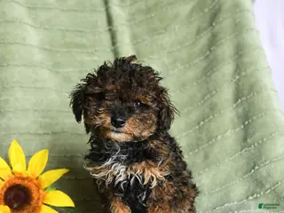 Toy Poodle dogs for sale: Kendall - Ad 2
