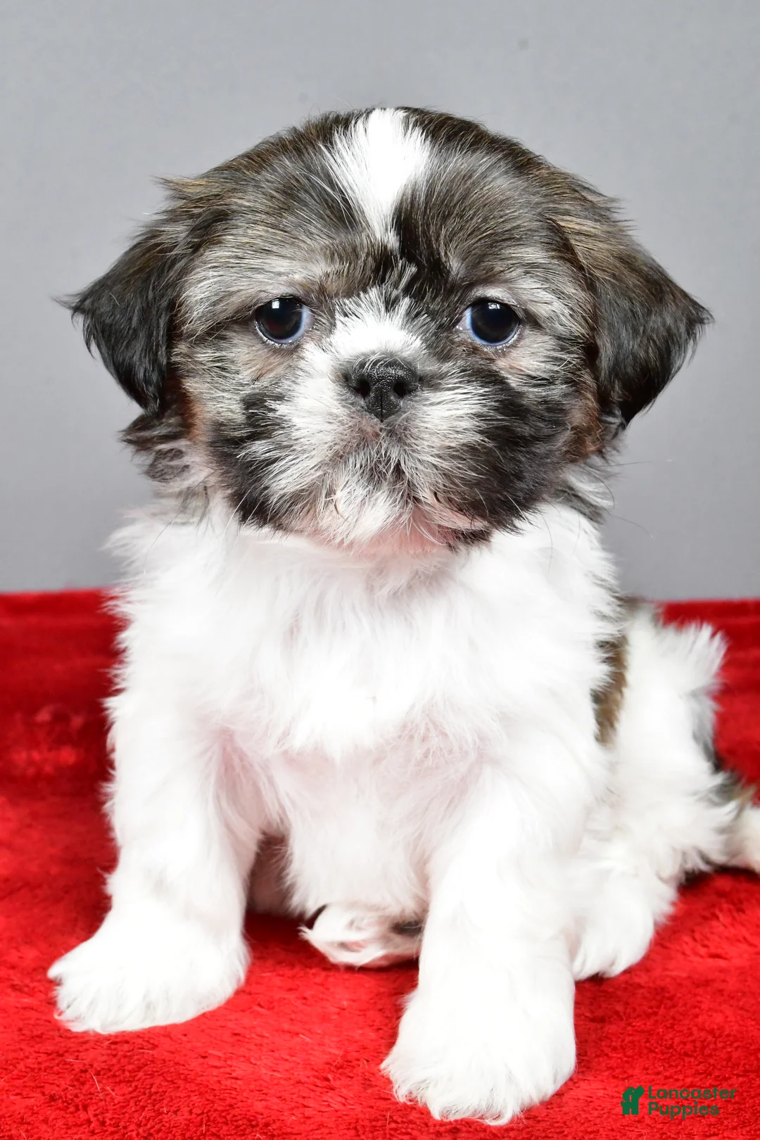 Shih Tzu dogs for sale: Holly - Ad 3