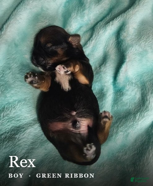 Shih Tzu dogs Rex  - Ad 22