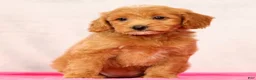 Mini Goldendoodle dogs for sale: Ophelia - Ad 7