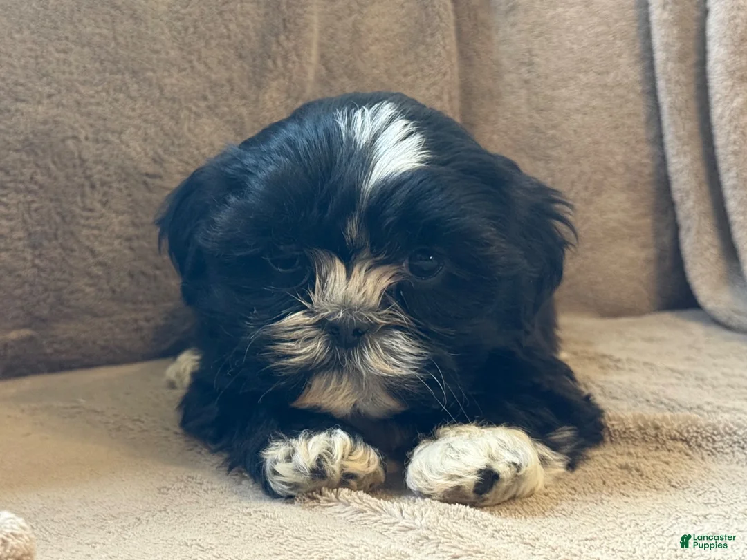 Shih Tzu dogs for sale: Ranae - Ad 2