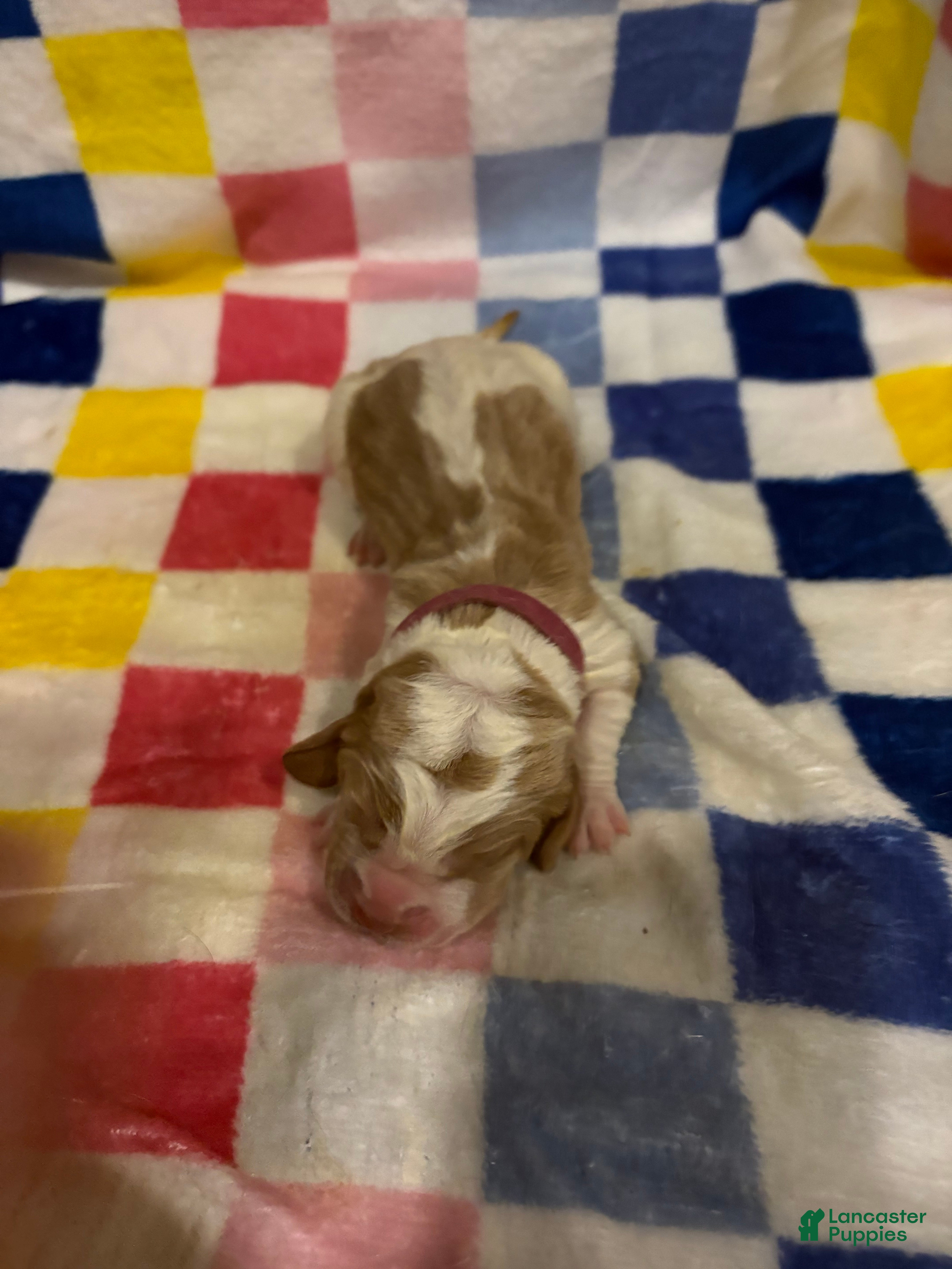 Basset Hound dogs Girl 1-Bonnie - Ad 14
