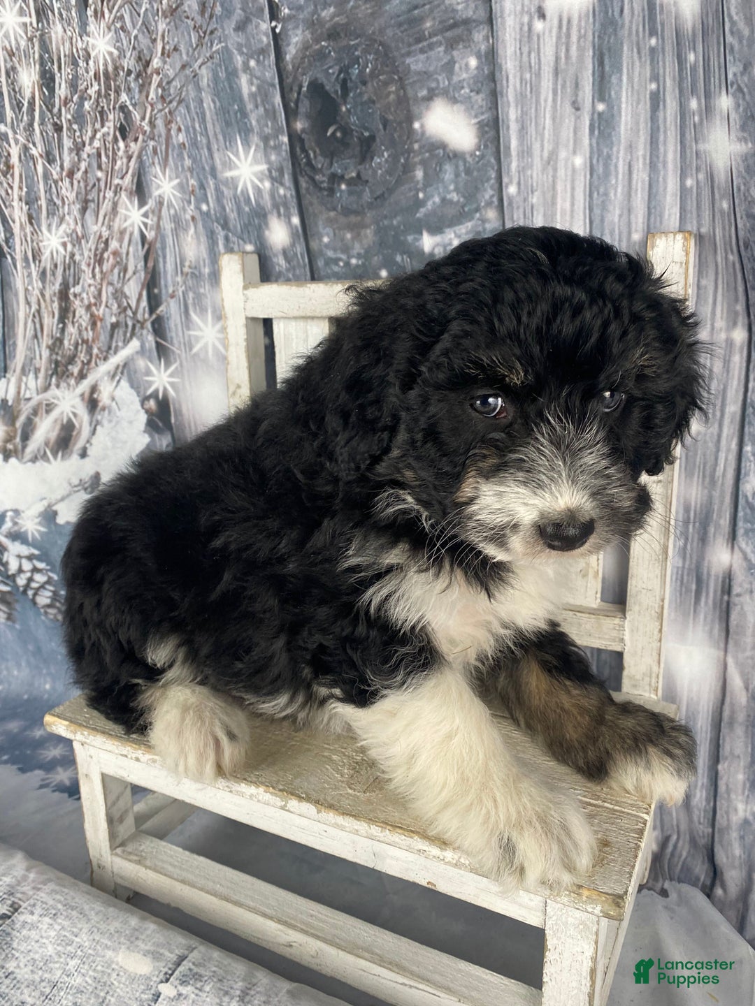 Aussiedoodle dogs for sale: Bella - Ad 4