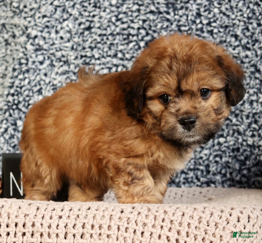 Mixed Breed dogs for sale: Jasper - Ad 3