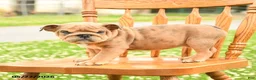 English Bulldog dogs for sale: Lincoln  - Ad 4