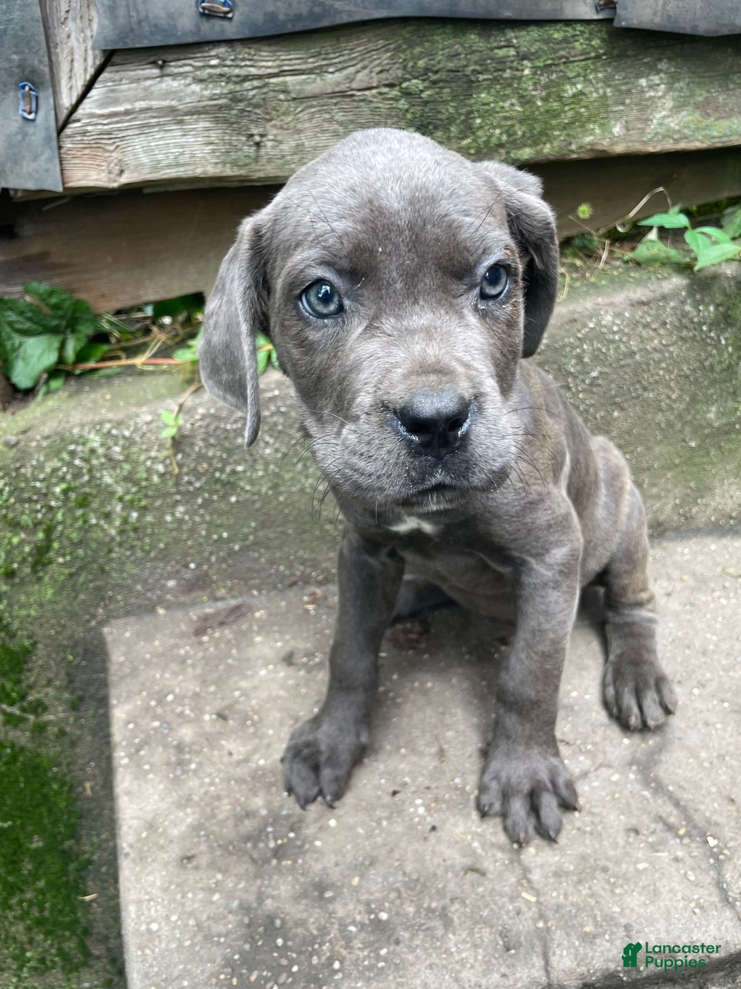 Cane Corso dogs for sale: Zeus Litter M-f Available - Ad 4
