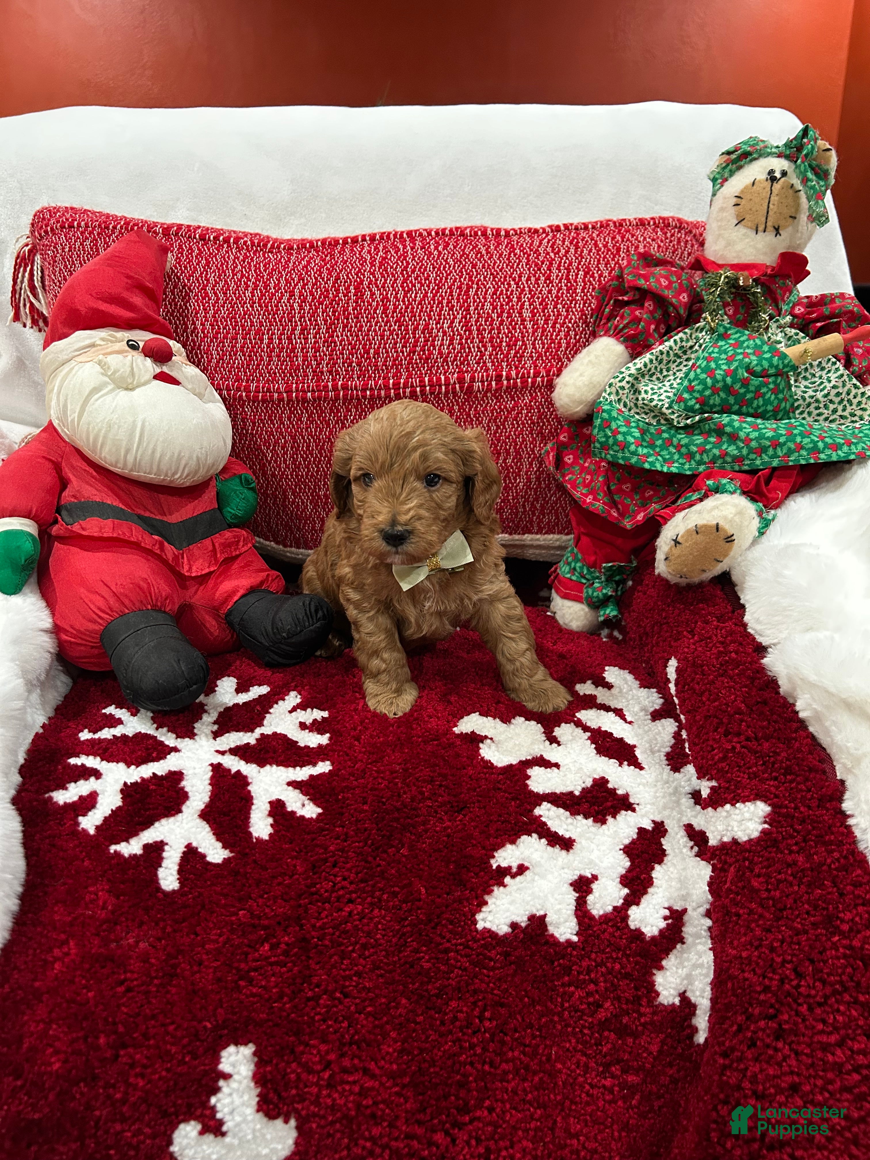 Mini Goldendoodle dogs Petite Mini Goldendoodle Luca - Ad 1