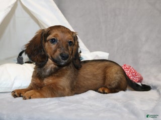 Miniature Dachshund dogs Mia - Ad 40