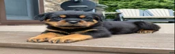 Rottweiler dogs for sale: Zeus - Ad 3