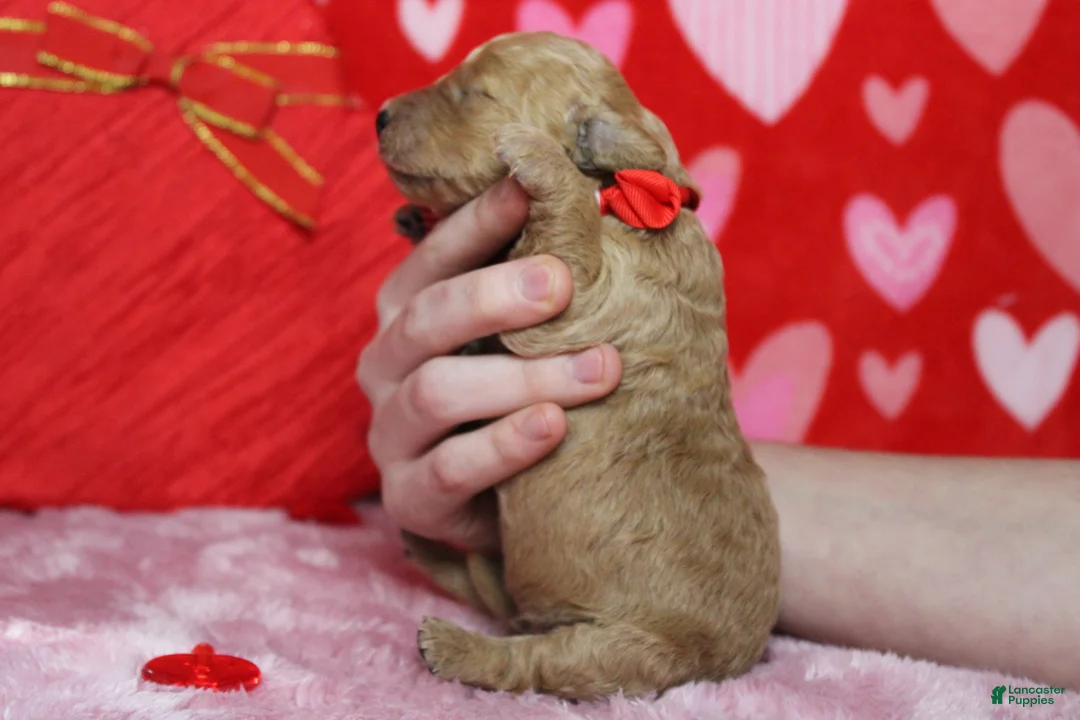 Goldendoodle dogs for sale: Dew - Ad 8