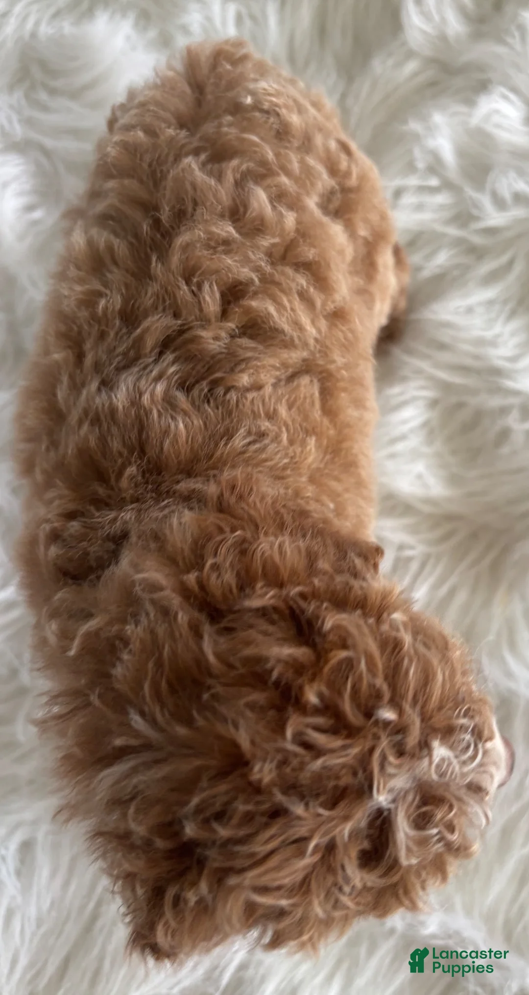 Cavapoo dogs for sale: Sky - Ad 3