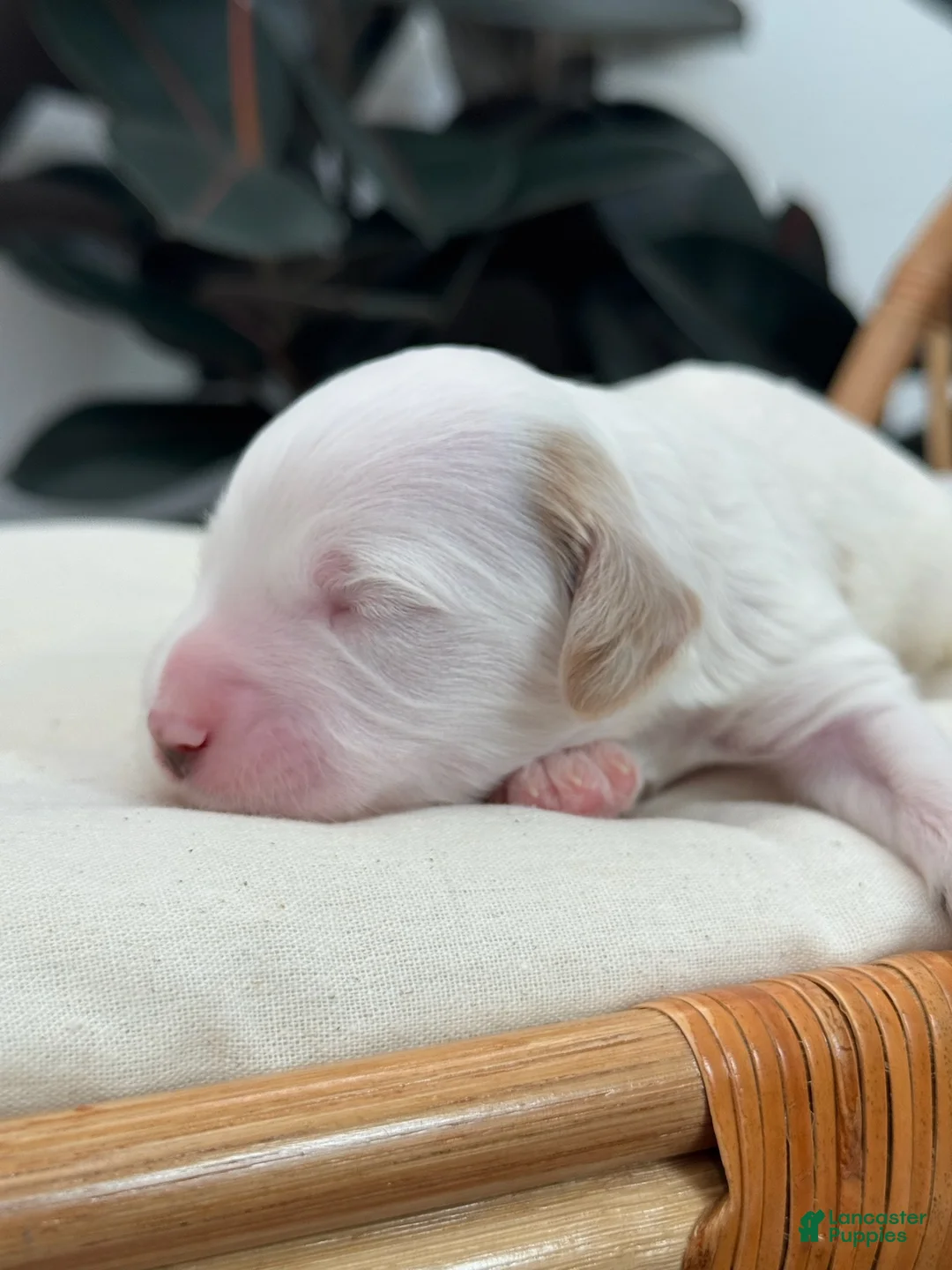 Mini Goldendoodle dogs for sale: Bobby  - Ad 1