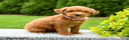 Mini Goldendoodle dogs for sale: Harper - Ad 2