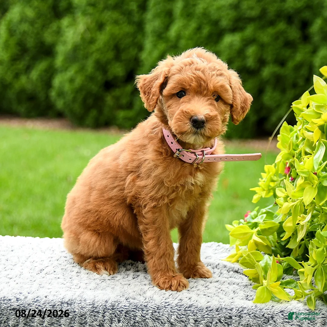 Mini Goldendoodle dogs for sale: Harper - Ad 2