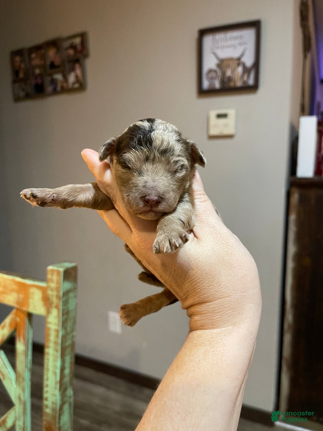 Miniature Poodle dogs for sale: Akc Chocolate Merle Phantom boy 2 - Ad 6