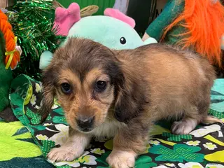 Miniature Dachshund dogs Charm - Ad 14