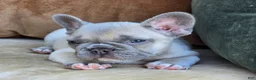 French Bulldog dogs for sale: Ollie - Ad 4