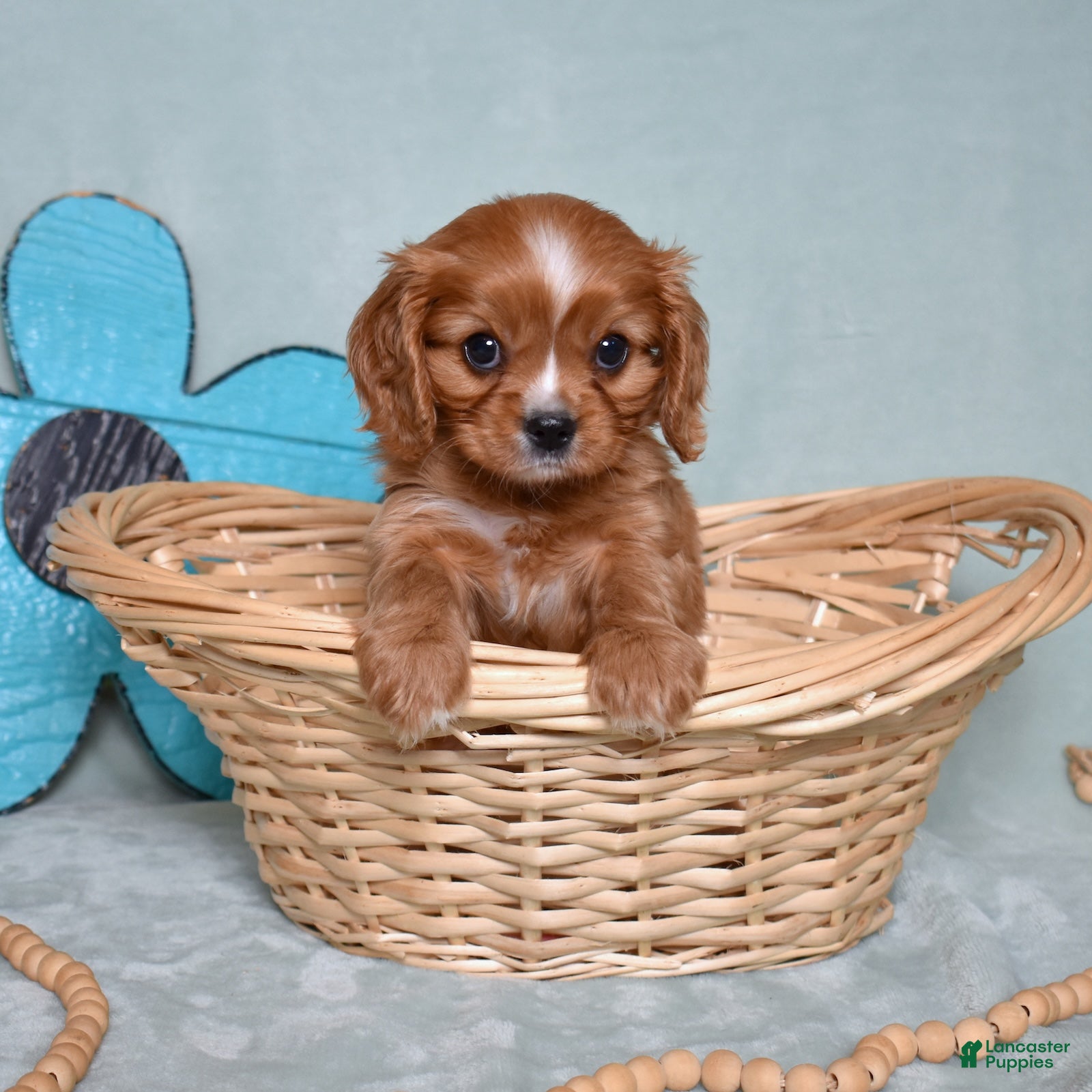 Cavalier King Charles Spaniel dogs Rocky - Ad 2