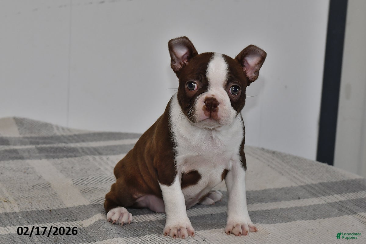 Boston Terrier dogs Rory - Ad 1