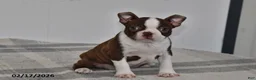Boston Terrier dogs for sale: Rory - Ad 1