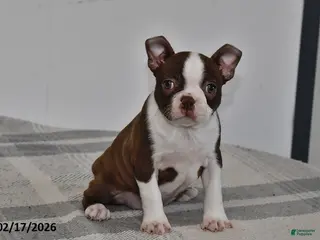 Boston Terrier dogs for sale: Rory - Ad 1