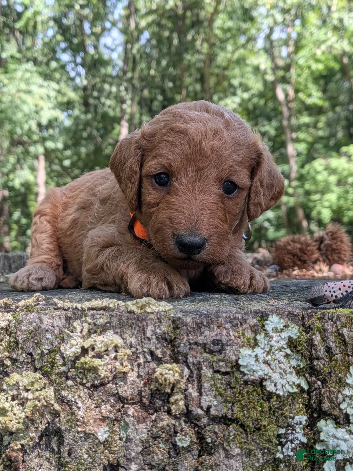 Miniature Labradoodle dogs Melanie - Ad 1