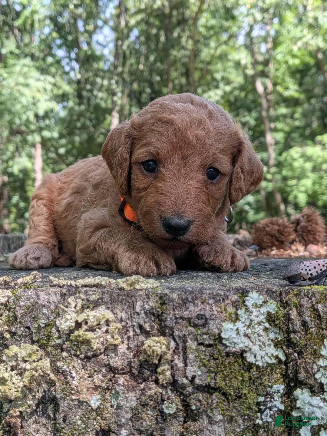 Miniature Labradoodle dogs for sale: Melanie - Ad 1