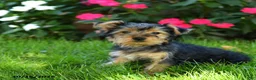 Yorkshire Terrier dogs for sale: Manny - Ad 3