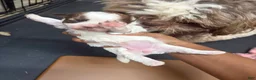 Mixed Breed dogs for sale: Princess - Ad 5