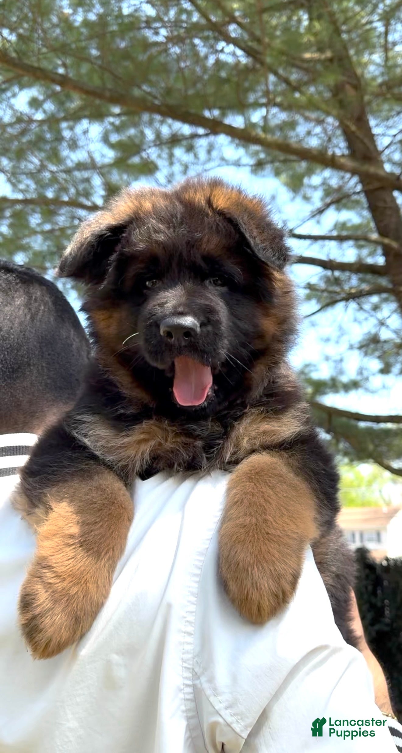 German Shepherd dogs Xena - Ad 1