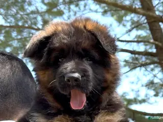 German Shepherd dogs for sale: Xena - Ad 1